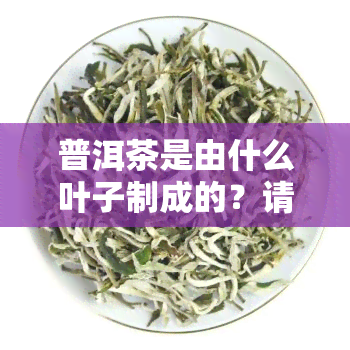 普洱茶是由什么叶子制成的？请看图片解析