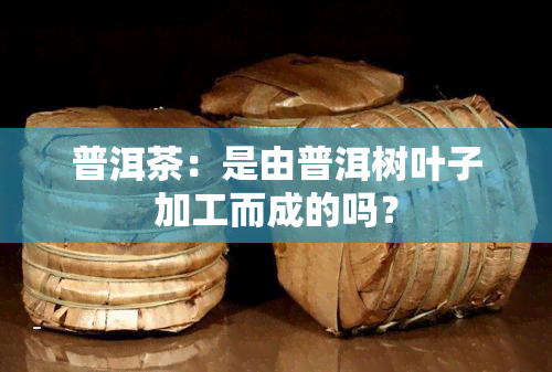 普洱茶：是由普洱树叶子加工而成的吗？