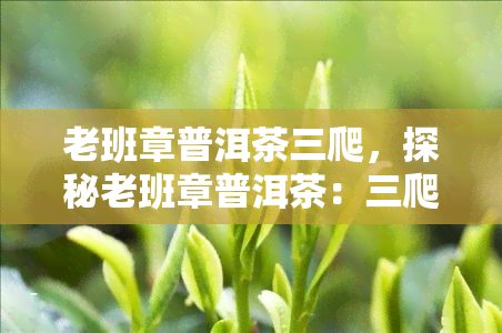 老班章普洱茶三爬，探秘老班章普洱茶：三爬之旅