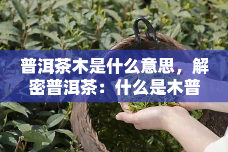 普洱茶木是什么意思，解密普洱茶：什么是木普洱？