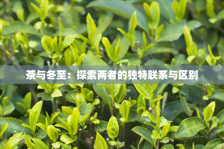 茶与冬至：探索两者的独特联系与区别