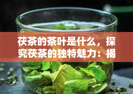 茯茶的茶叶是什么，探究茯茶的独特魅力：揭秘茯茶茶叶的秘密