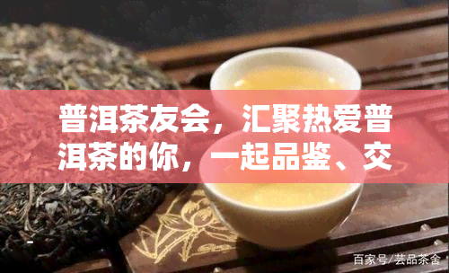 普洱茶友会，汇聚热爱普洱茶的你，一起品鉴、交流！——普洱茶友会邀您加入