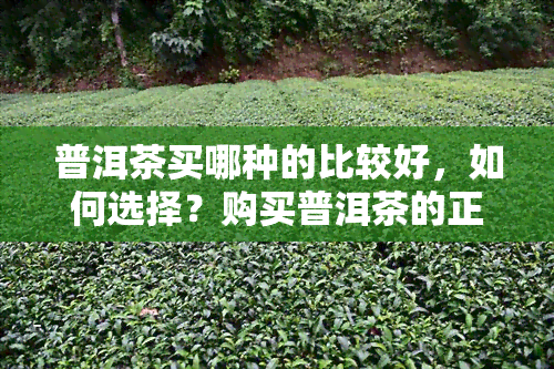 普洱茶买哪种的比较好，如何选择？购买普洱茶的正确指南