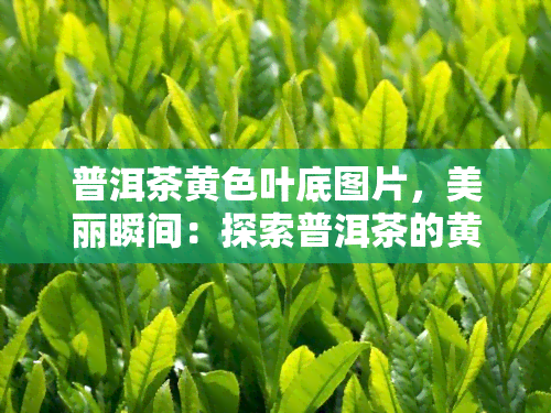 普洱茶黄色叶底图片，美丽瞬间：探索普洱茶的黄色叶底世界！