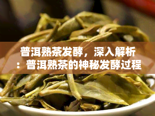 普洱熟茶发酵，深入解析：普洱熟茶的神秘发酵过程