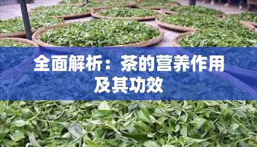 全面解析：茶的营养作用及其功效