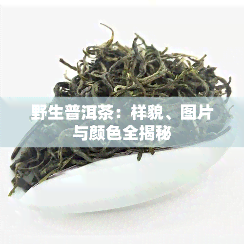 野生普洱茶：样貌、图片与颜色全揭秘