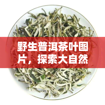 野生普洱茶叶图片，探索大自然的馈赠：野生普洱茶叶的美丽图片集