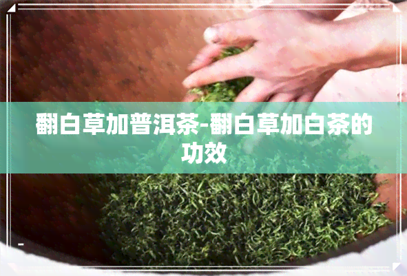 翻白草加普洱茶-翻白草加白茶的功效