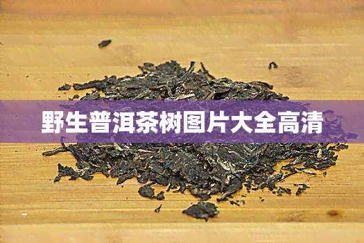 野生普洱茶树图片大全高清