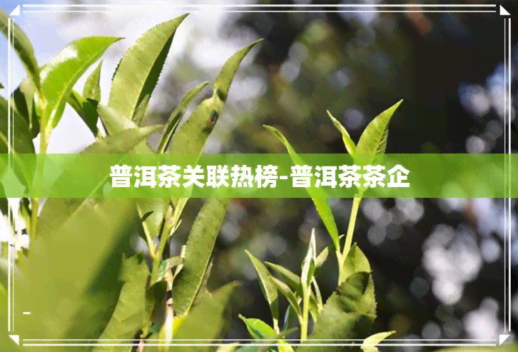 普洱茶关联热榜-普洱茶茶企