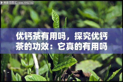 优钙茶有用吗，探究优钙茶的功效：它真的有用吗？