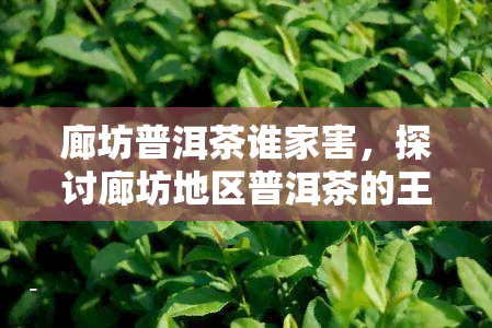 廊坊普洱茶谁家害，探讨廊坊地区普洱茶的王者：哪家的普洱茶最出色？