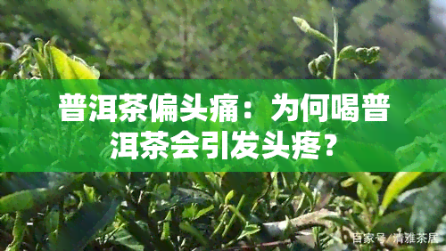 普洱茶偏头痛：为何喝普洱茶会引发头疼？