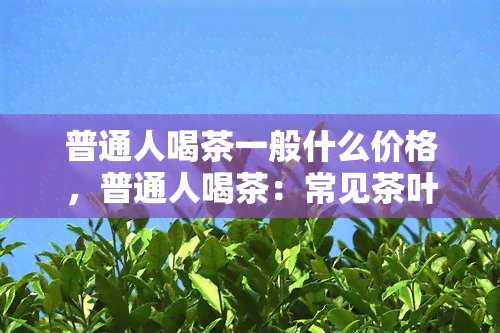 普通人喝茶一般什么价格，普通人喝茶：常见茶叶的价格区间解析