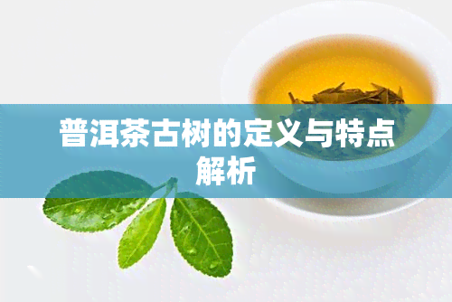 普洱茶古树的定义与特点解析