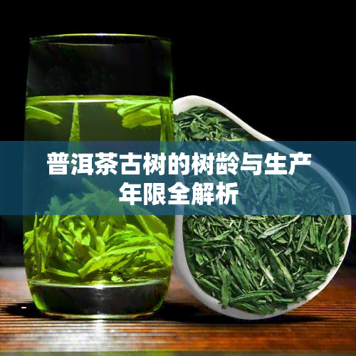 普洱茶古树的树龄与生产年限全解析