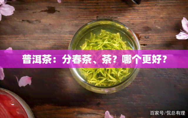 普洱茶：分春茶、茶？哪个更好？