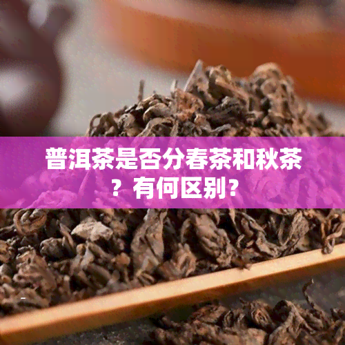 普洱茶是否分春茶和秋茶？有何区别？