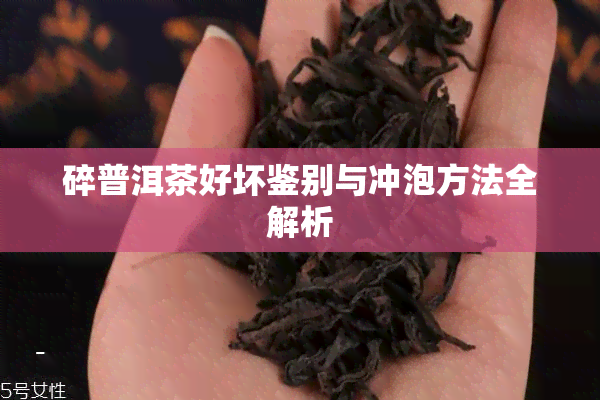 碎普洱茶好坏鉴别与冲泡方法全解析