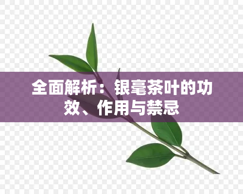 全面解析：银毫茶叶的功效、作用与禁忌