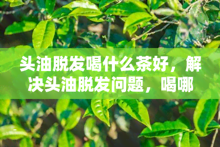 头油脱发喝什么茶好，解决头油脱发问题，喝哪种茶更有效？