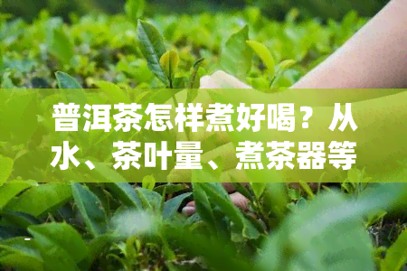 普洱茶怎样煮好喝？从水、茶叶量、煮茶器等方面详细解析，让你煮出醇厚又香的好茶。