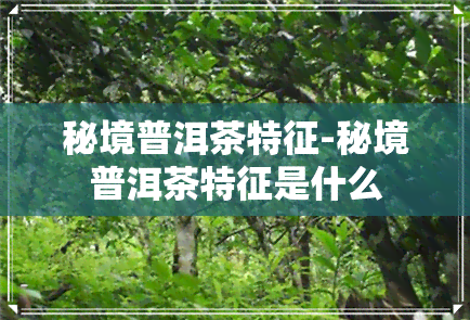 秘境普洱茶特征-秘境普洱茶特征是什么