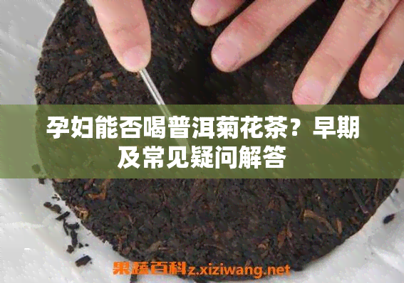 孕妇能否喝普洱菊花茶？早期及常见疑问解答