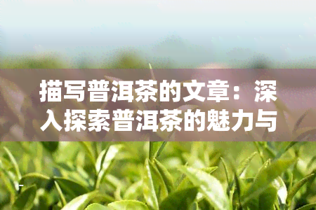 描写普洱茶的文章：深入探索普洱茶的魅力与文化