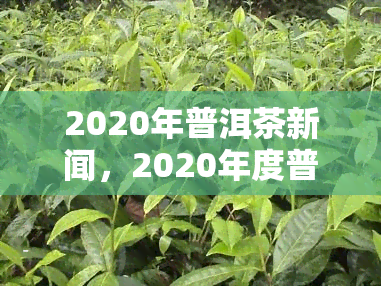 2020年普洱茶新闻，2020年度普洱茶市场回顾与展望：行业动态、新品发布和消费者趋势分析