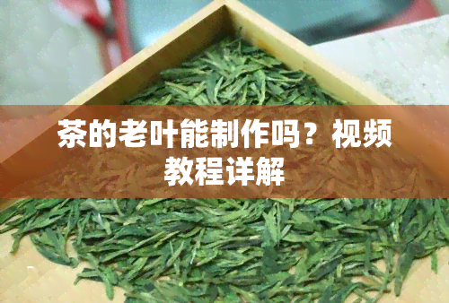 茶的老叶能制作吗？视频教程详解