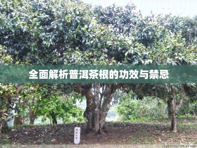 全面解析普洱茶根的功效与禁忌