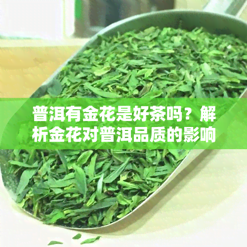 普洱有金花是好茶吗？解析金花对普洱品质的影响与识别方法