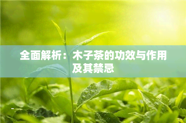 全面解析：木子茶的功效与作用及其禁忌