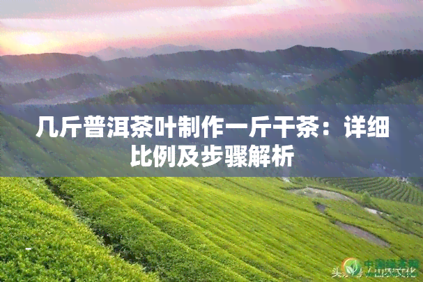 几斤普洱茶叶制作一斤干茶：详细比例及步骤解析