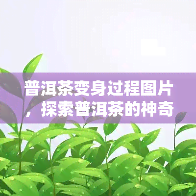 普洱茶变身过程图片，探索普洱茶的神奇变身：一幅图片带你了解整个过程