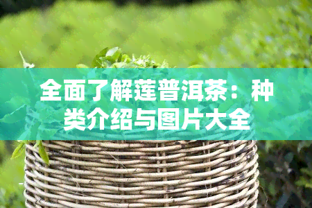 全面了解莲普洱茶：种类介绍与图片大全