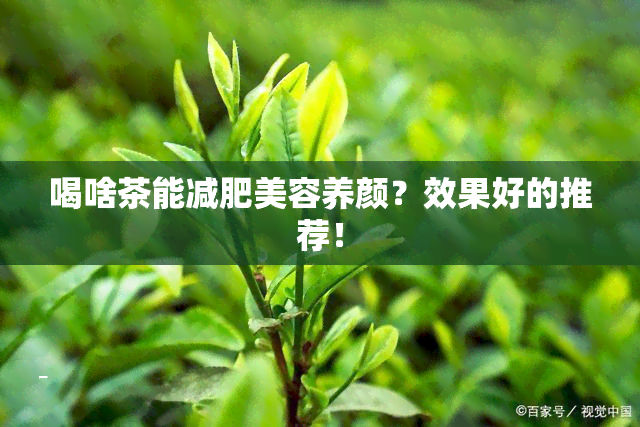 喝啥茶能减肥美容养颜？效果好的推荐！