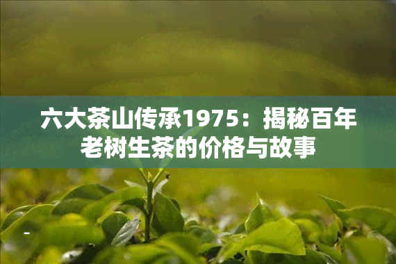 六大茶山传承1975：揭秘百年老树生茶的价格与故事