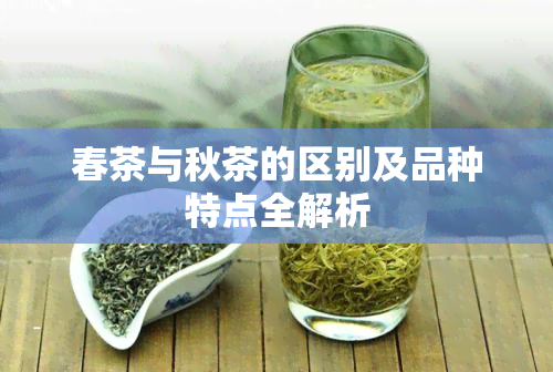 春茶与秋茶的区别及品种特点全解析