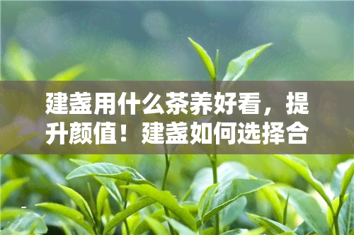 建盏用什么茶养好看，提升颜值！建盏如何选择合适的茶叶进行养护？