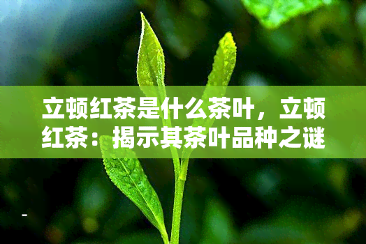 立顿红茶是什么茶叶，立顿红茶：揭示其茶叶品种之谜