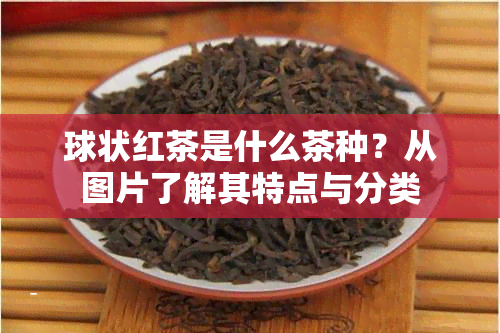 球状红茶是什么茶种？从图片了解其特点与分类