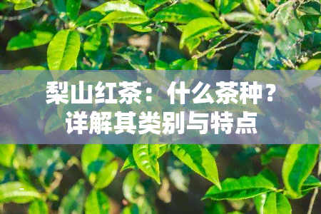 梨山红茶：什么茶种？详解其类别与特点