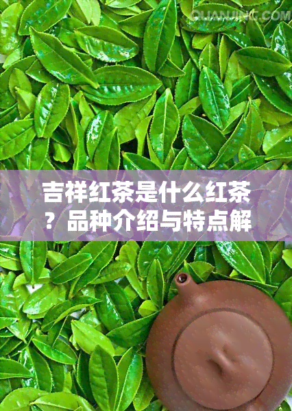 吉祥红茶是什么红茶？品种介绍与特点解析