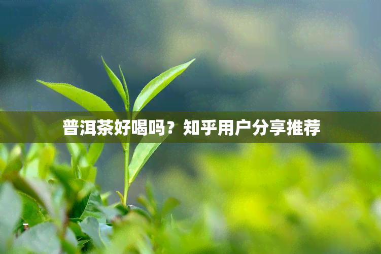 普洱茶好喝吗？知乎用户分享推荐