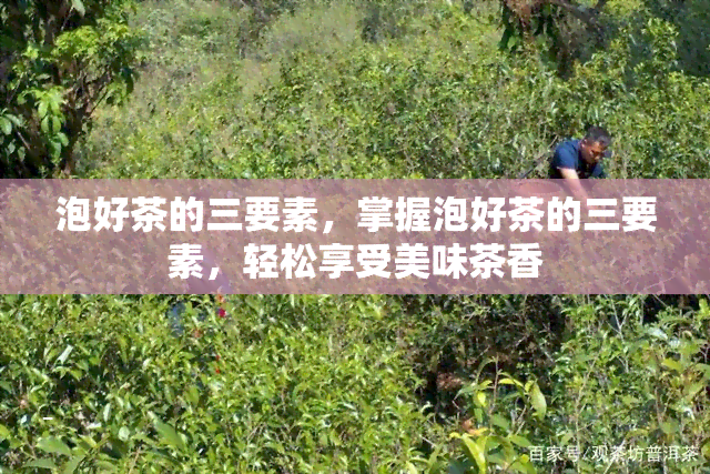 泡好茶的三要素，掌握泡好茶的三要素，轻松享受美味茶香