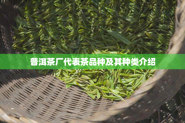 普洱茶厂代表茶品种及其种类介绍